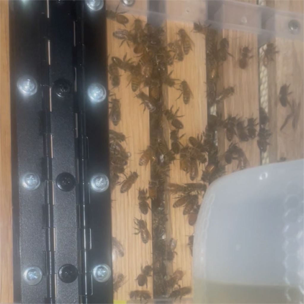 Bees in a hive in the bee house