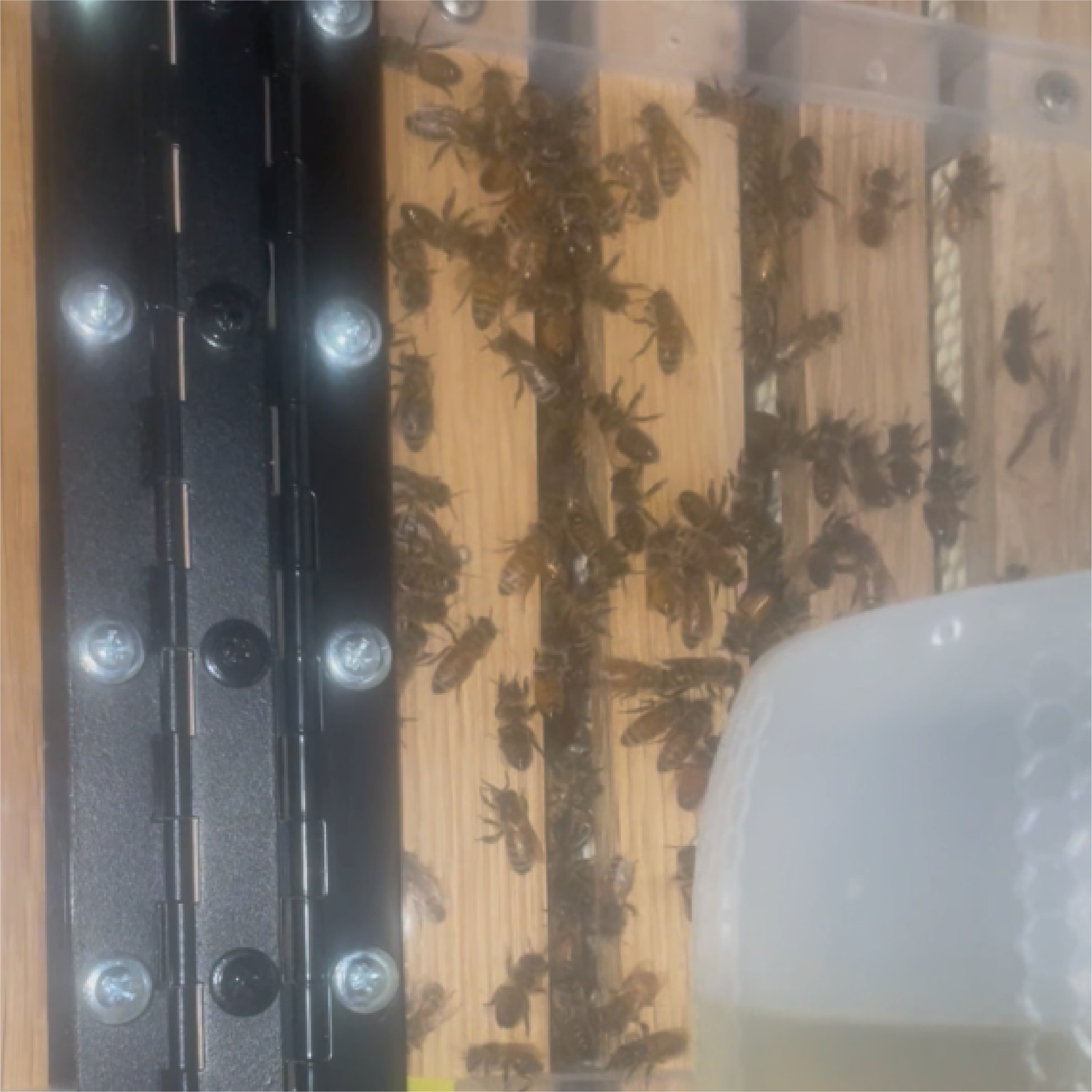 Bees in a hive in the bee house